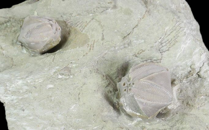 Two Blastoid (Pentremites) Fossils - Illinois #102260